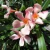 Roze Oleander (Nerium Oleander) -Planten Verkoopwinkel 20120225093131 8