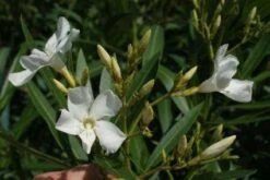 Oleander Als Leivorm (Nerium Oleander) -Planten Verkoopwinkel 20120225093249 1 1