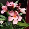 Oleander Als Boom (Nerium Oleander) -Planten Verkoopwinkel 20120225093326 5 1