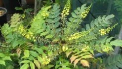 Mahoniestruik (Mahonia Media 'Winter Sun') -Planten Verkoopwinkel 20120225093859 11