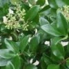 Liguster (Ligustrum Japonicum 'Texanum') 19 Liguster (Ligustrum Japonicum 'Texanum') -Planten Verkoopwinkel 20120225094350 7