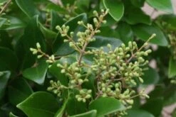 Liguster (Ligustrum Japonicum 'Texanum') -Planten Verkoopwinkel 20120225094418 7