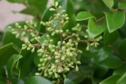 Liguster Op Stam (Ligustrum Japonicum 'Texanum') -Planten Verkoopwinkel 20120225094531 2 1