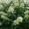 Pluimhortensia (Hydrangea Paniculata 'Unique') -Planten Verkoopwinkel 20120225112741 5 2