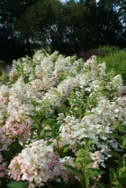 Uitgelichte producten -Planten Verkoopwinkel 20120225112833 5