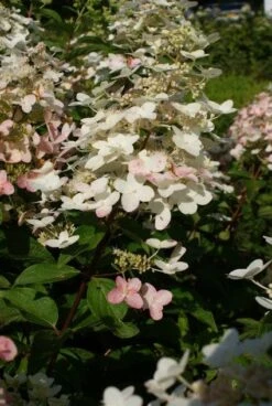 Pluimhortensia (Hydrangea Paniculata 'Unique') -Planten Verkoopwinkel 20120225112900 5 1