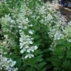 Pluimhortensia (Hydrangea Paniculata 'Tardiva') -Planten Verkoopwinkel 20120225120022 2 1
