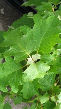 Eikenbladhortensia (Hydrangea Quercifolia) -Planten Verkoopwinkel 20120225121709 6 1