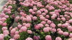 Hortensia (Hydrangea 'Pink Annabelle') -Planten Verkoopwinkel 20120225121900 1