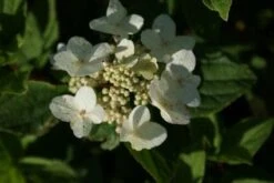 Pluimhortensia (Hydrangea Paniculata 'Dart's Little Dot') -Planten Verkoopwinkel 20120225125718 4 1