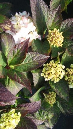 Hortensia (Hydrangea 'Preziosa') -Planten Verkoopwinkel 20120225171730 2 2