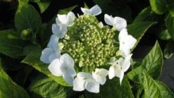 Hortensia (Hydrangea Macrophylla 'Lanarth White') -Planten Verkoopwinkel 20120225172724 4