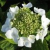 Hortensia (Hydrangea Macrophylla 'Teller White') -Planten Verkoopwinkel 20120225173140 4