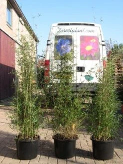 Niet Woekerende Bamboe (Fargesia 'Jiuzhaigou') -Planten Verkoopwinkel 20120226104653 4