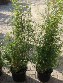 Niet Woekerende Bamboe (Fargesia 'Jiuzhaigou') -Planten Verkoopwinkel 20120226104717 4
