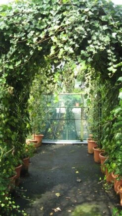 Klimop In Boogvorm (Hedera Hibernica) -Planten Verkoopwinkel 20120226104942 1 2