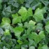 Klimop Als Prieel (Hedera Hibernica) -Planten Verkoopwinkel 20120226105214 1 1