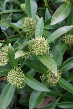 Skimmia (Skimmia Confusa 'Kew Green') -Planten Verkoopwinkel 20120228154231 3