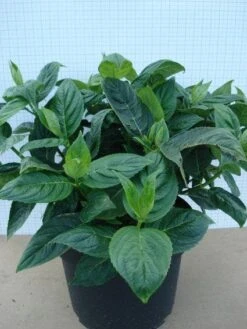 Hortensia (Hydrangea Macrophylla 'Lanarth White') -Planten Verkoopwinkel 20120305134546 4