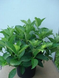 Hortensia (Hydrangea Macrophylla 'Soeur Therese') -Planten Verkoopwinkel 20120305134857 3