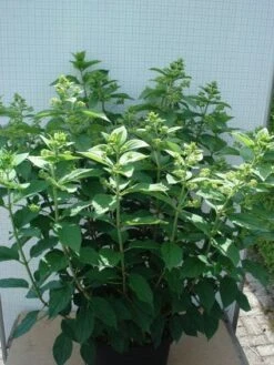 Pluimhortensia (Hydrangea Paniculata 'Unique') -Planten Verkoopwinkel 20120305135303 5