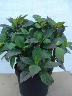 Hortensia (Hydrangea 'Preziosa') 9 Hortensia (Hydrangea 'Preziosa') -Planten Verkoopwinkel 20120305135330 2