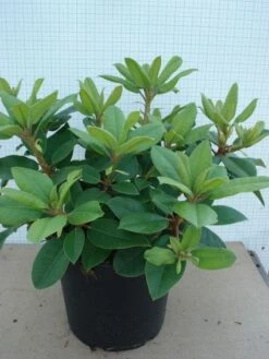 Rhododendron (Rhododendron Catawbiense 'Boursault') -Planten Verkoopwinkel 20120305135536 2 2