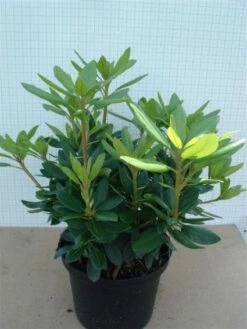 Rhododendron (Rhododendron Catawbiense 'Grandiflorum') -Planten Verkoopwinkel 20120305135657 13