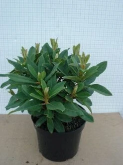 Rhododendron (Rhododendron 'Red Jack') -Planten Verkoopwinkel 20120305140117 2