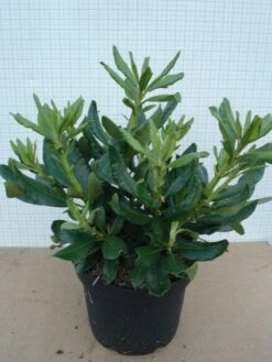 Rhododendron (Rhododendron 'Nova Zembla') -Planten Verkoopwinkel 20120305140253 7 1