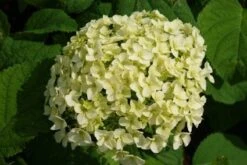 Hortensia (Hydrangea 'Strong Annabelle') 30 Hortensia (Hydrangea 'Strong Annabelle') -Planten Verkoopwinkel 20120716105647 1