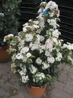 Groenblijvende Sneeuwbal (Viburnum Tinus 'Eve Price') -Planten Verkoopwinkel 20120821145045 50 10 3