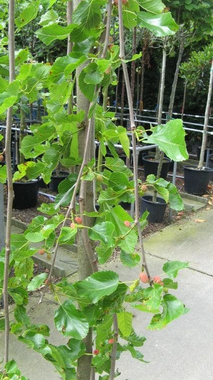 Moerbei Als Treurboom (Morus Alba 'Pendula') 2 Moerbei Als Treurboom (Morus Alba 'Pendula') - Afbeelding 2