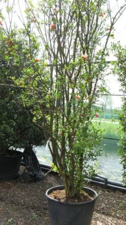 Granaatappel Als Struik (Punica Granatum) -Planten Verkoopwinkel 20120821153129 7