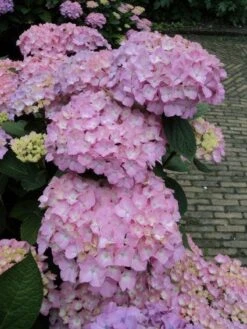 Hortensia (Hydrangea 'Endless Summer' Roze) -Planten Verkoopwinkel 20120826131346 1