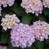 Hortensia (Hydrangea 'Endless Summer' Roze) -Planten Verkoopwinkel 20120826131421 1