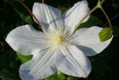 Bosrank (Clematis 'Madame Le Coultre') 10 Bosrank (Clematis 'Madame Le Coultre') -Planten Verkoopwinkel 20120903131948 1 1