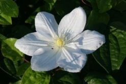 Bosrank (Clematis 'Madame Le Coultre') -Planten Verkoopwinkel 20120903132029 1 2