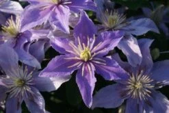 Bosrank (Clematis 'Justa') -Planten Verkoopwinkel 20120919134614 1