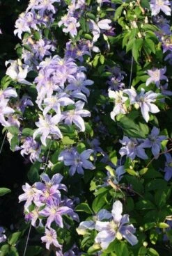 Bosrank (Clematis 'Justa') -Planten Verkoopwinkel 20120919134633 1 1