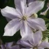 Bosrank (Clematis 'Justa') -Planten Verkoopwinkel 20120919134711 1 1