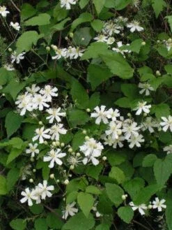 Bosrank (Clematis 'Paul Farges') -Planten Verkoopwinkel 20120919135912 1 1