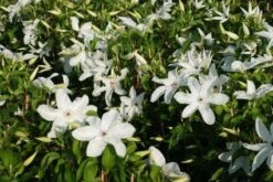 Bosrank (Clematis 'Madame Le Coultre') -Planten Verkoopwinkel 20120919151411 1