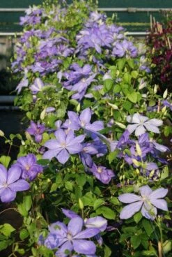 Bosrank (Clematis 'Mrs Cholmondeley') -Planten Verkoopwinkel 20120919151800 1 2