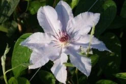 Bosrank (Clematis 'Snow Queen') -Planten Verkoopwinkel 20120919152528 1 2