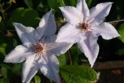 Bosrank (Clematis 'Snow Queen') -Planten Verkoopwinkel 20120919152541 1