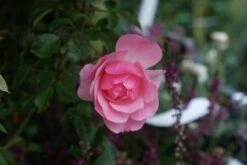 Trosroos (Rosa 'Bonica 82') -Planten Verkoopwinkel 20121002143948 1 1