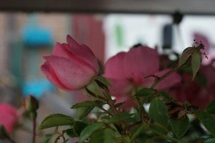 Trosroos (Rosa 'Bonica 82') 1 Trosroos (Rosa 'Bonica 82')