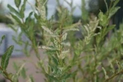 Wilg Op Stam (Salix Integra 'Hakuro-nishiki') -Planten Verkoopwinkel 20121002144216 5