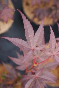 Japanse Esdoorn (Acer Palmatum 'Bloodgood') -Planten Verkoopwinkel 20121003154430 12 1